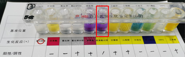 用接种环挑菌接种的试验结果（氨基酸对照管紫色，异常）