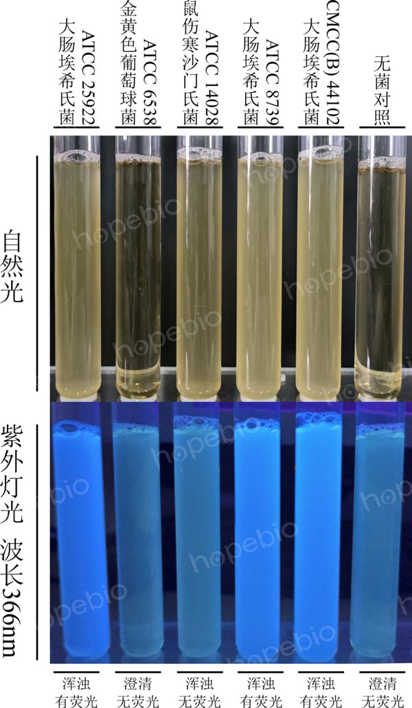 EC-MUG培养基的微生物质控结果