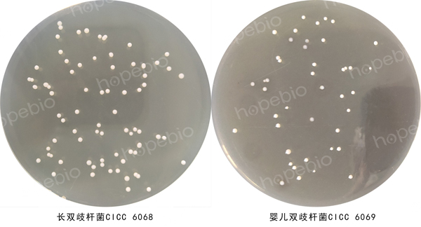 双歧杆菌培养基微生物质控结果