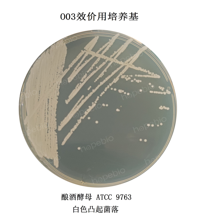 质控菌株在O03效价用培养基上的生长情况