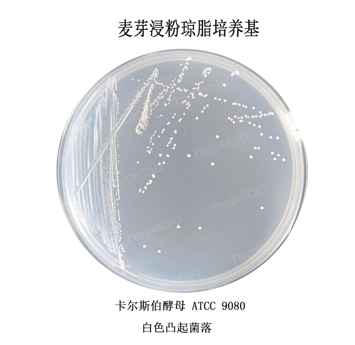 质控菌株在麦芽浸粉琼脂培养基上的生长情况