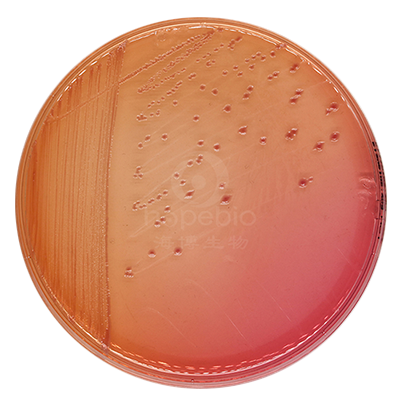 麦康凯琼脂培养基  痢疾志贺氏菌CMCC51105