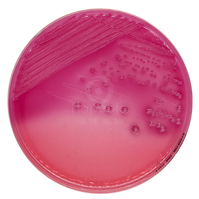 麦康凯琼脂培养基  大肠埃希氏菌ATCC25922