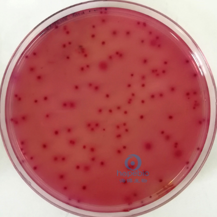 鼠伤寒沙门氏菌  粉红色菌落，无胆盐沉淀环