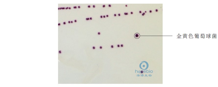 金黄色葡萄球菌显色培养基