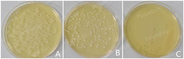 注：A为嗜酸乳杆菌；B为植物乳杆菌；C为大肠埃希氏菌