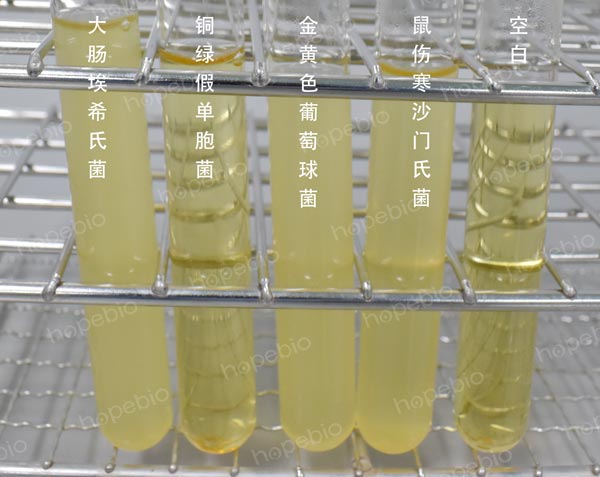 改良LETHEEN肉汤培养基微生物质控结果