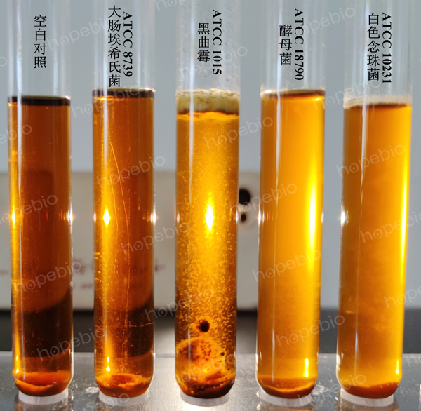 麦芽汁培养基微生物质控结果