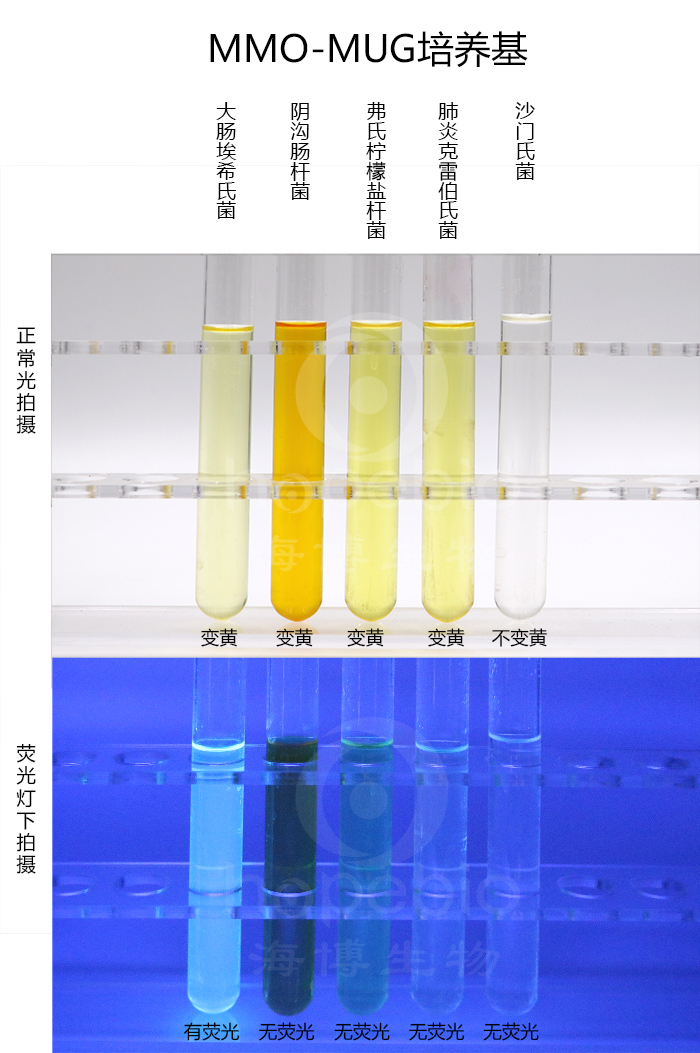 MMO-MUG培养基