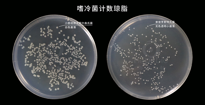 嗜冷菌计数琼脂