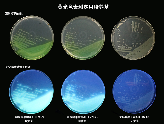 荧光色素测定用培养基