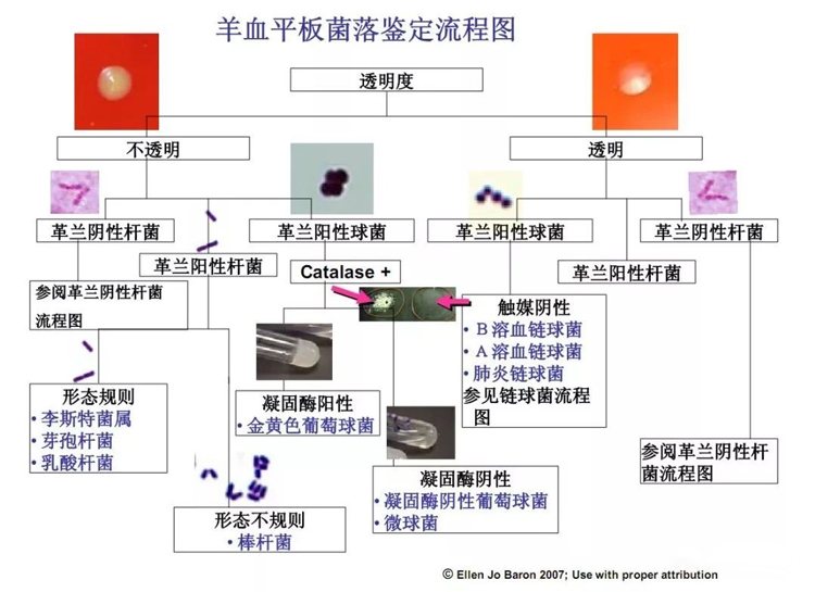 羊血平板菌落鉴定流程图