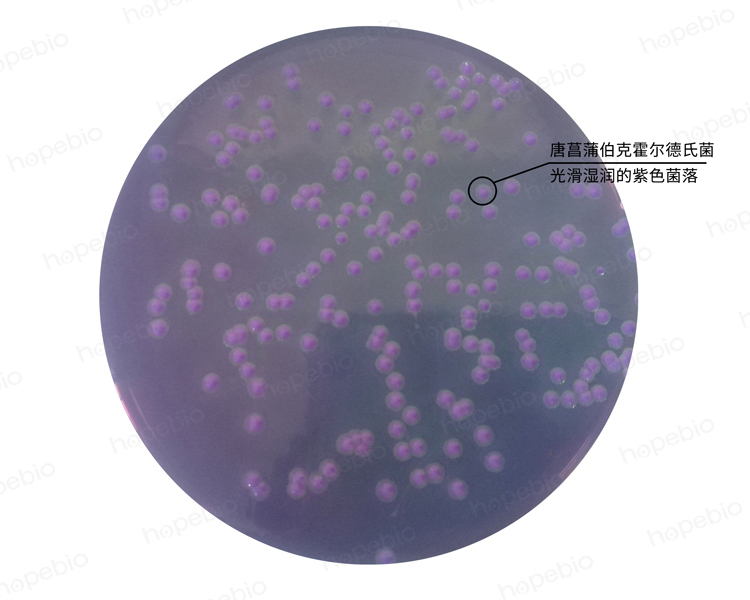 改良马铃薯葡萄糖琼脂(mPDA)—唐菖蒲伯克霍尔德氏菌