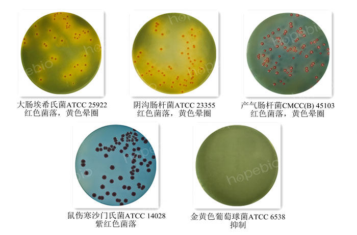 质控菌株在TTC乳糖琼脂上生长情况