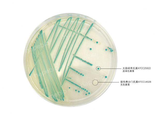 大肠杆菌显色培养基——大肠埃希氏菌、沙门氏菌