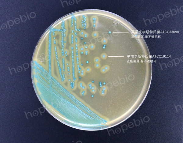 李斯特氏菌显色培养基——单增李斯特氏菌，英诺克李斯特氏菌
