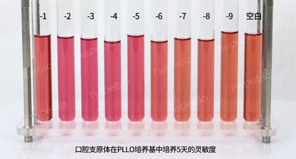 口腔支原体——pplo肉汤