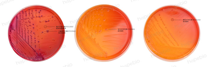 MAC-福氏志贺氏菌、大肠埃希氏菌、宋内志贺氏菌、痢疾志贺氏菌