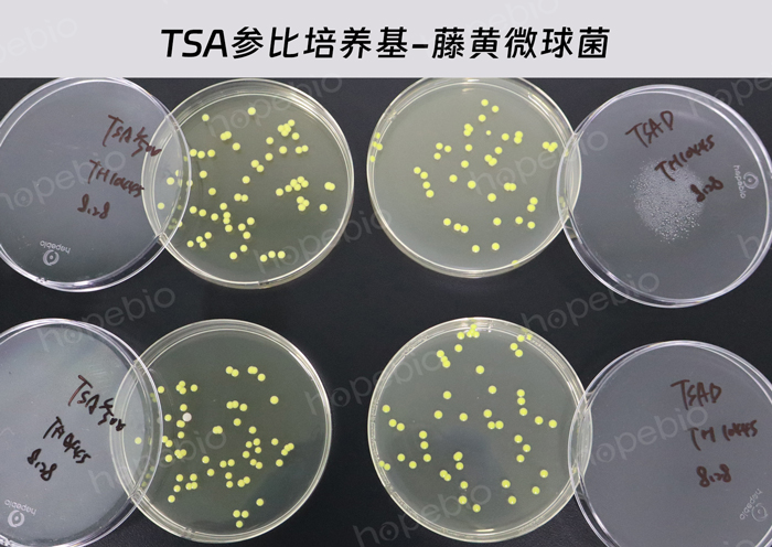 胰蛋白胨大豆琼脂（TSA）（参比培养基）-藤黄微球菌