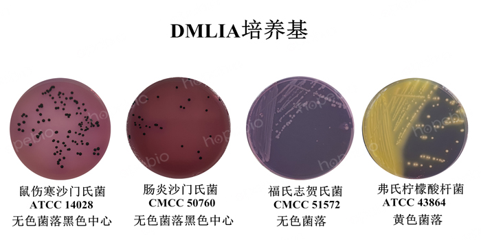 质控菌株在DMLIA培养基上的生长情况