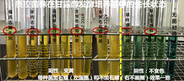 质控菌株在甘露醇发酵培养基中的生长状态