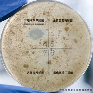 脱脂奶蔗糖胰蛋白胨琼脂——嗜水气单胞菌