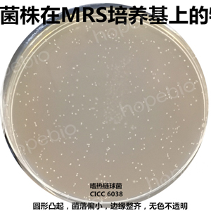 质控菌株在MRS培养基上的生长特征