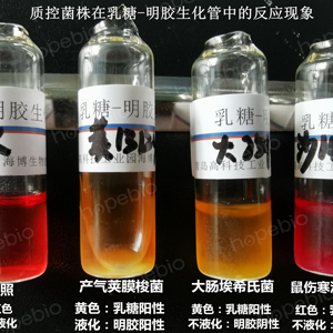 质控菌株在乳糖-明胶生化管中的反应现象